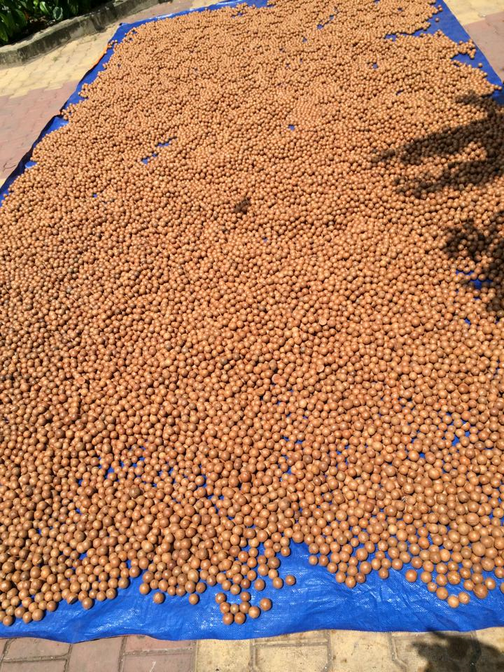 Best Quality Macadamia Nut/ QUALITY ALMOND, MACADEMIA
