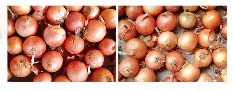 high quality China fresh red onion price