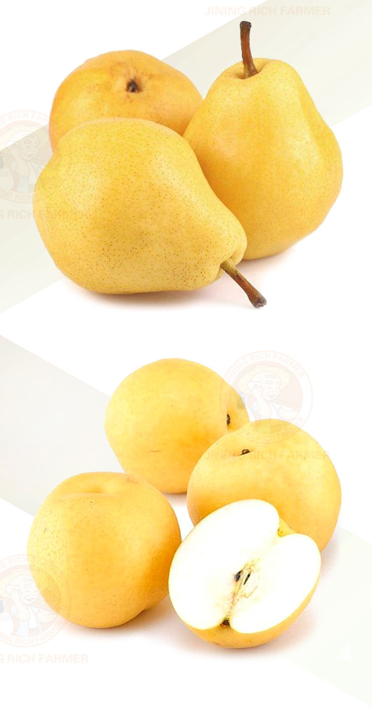 Fresh juicy pears wholesale sale fresh fruit