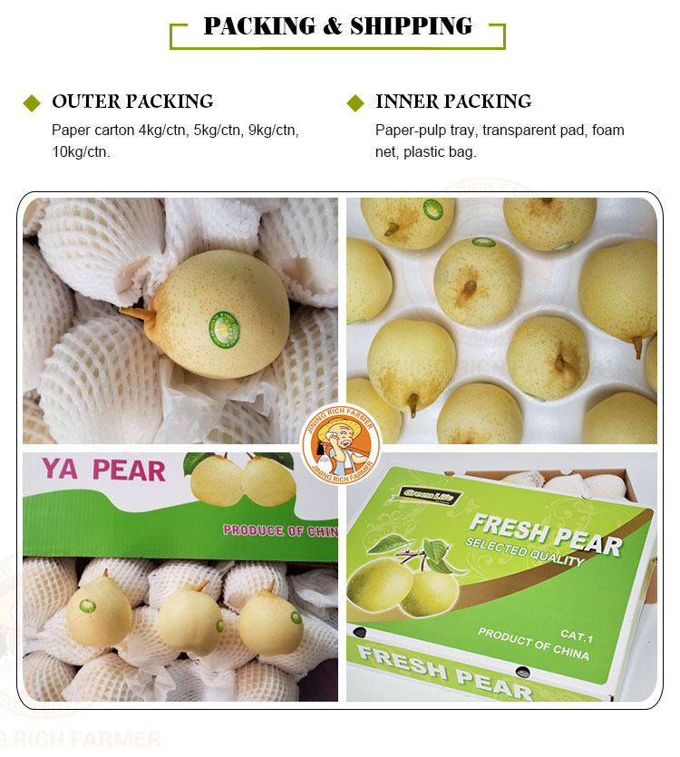 Fresh juicy pears wholesale sale fresh fruit