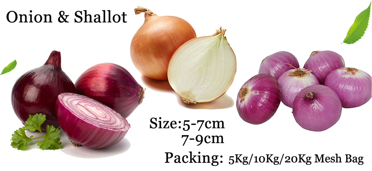 Fresh red market price red yellow onion prices