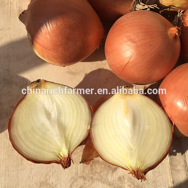 Fresh red market price red yellow onion prices