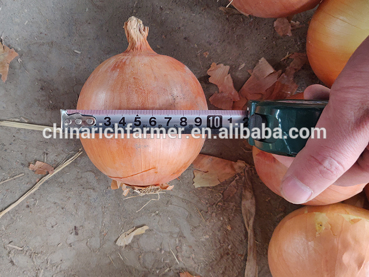 Fresh Indian Big Onion for Export Vietnam Malaysia Singapore