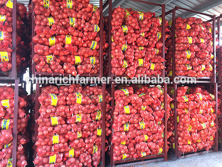 Fresh Indian Big Onion for Export Vietnam Malaysia Singapore