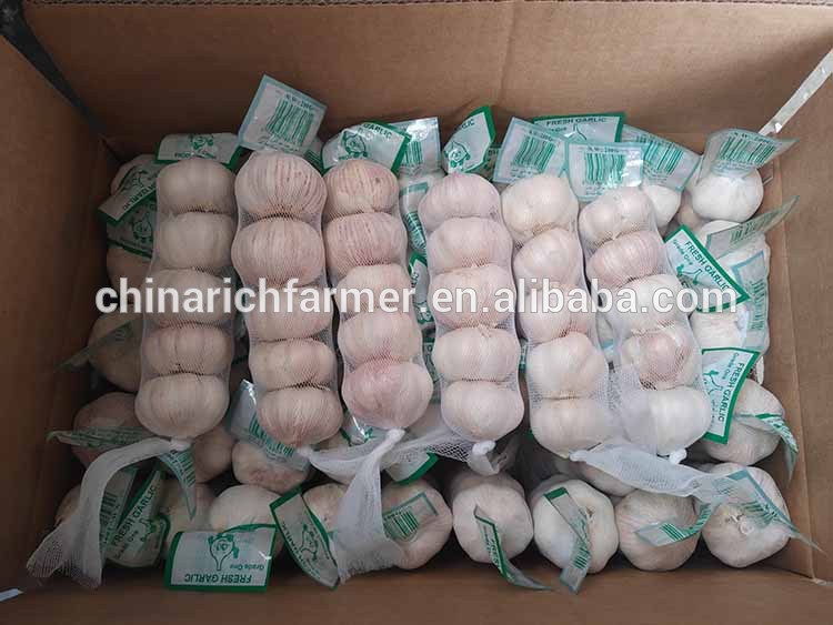 Cool Store Materials White Garlic 4.5/5.0/5.5cm Size Prices No Sprout