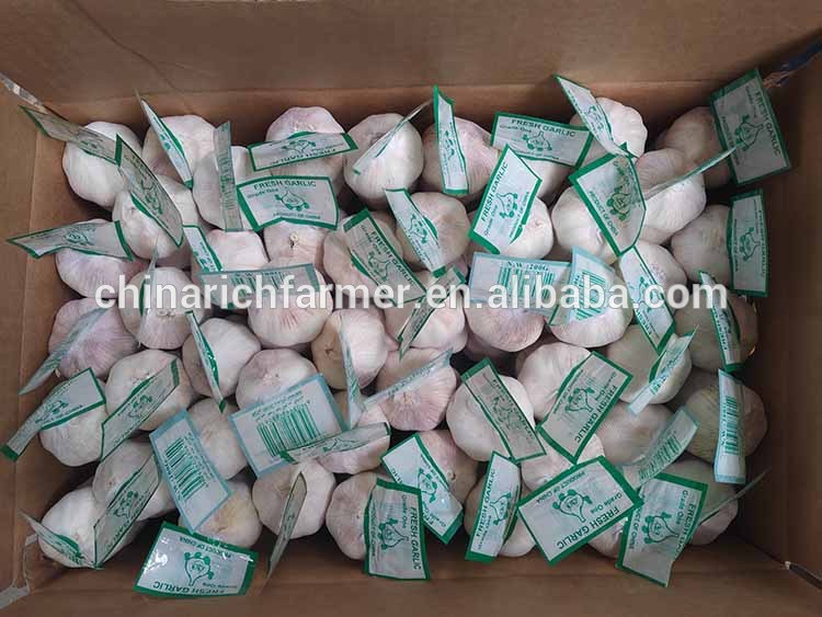 Cool Store Materials White Garlic 4.5/5.0/5.5cm Size Prices No Sprout