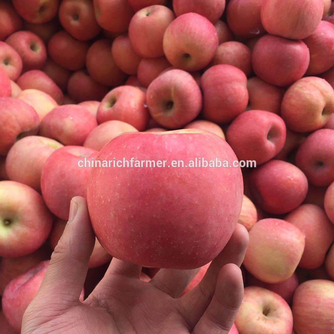 Fresh Chinese Red Paper Bagged FUJI Apples - China Fresh Apple, Apples