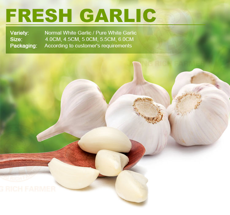 High quality wholesale organic fresh garlic price