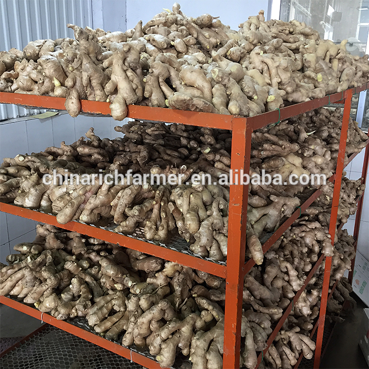 Fresh air half dried ginger popular