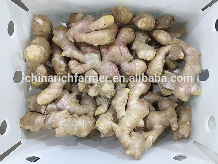 Fresh air half dried ginger popular
