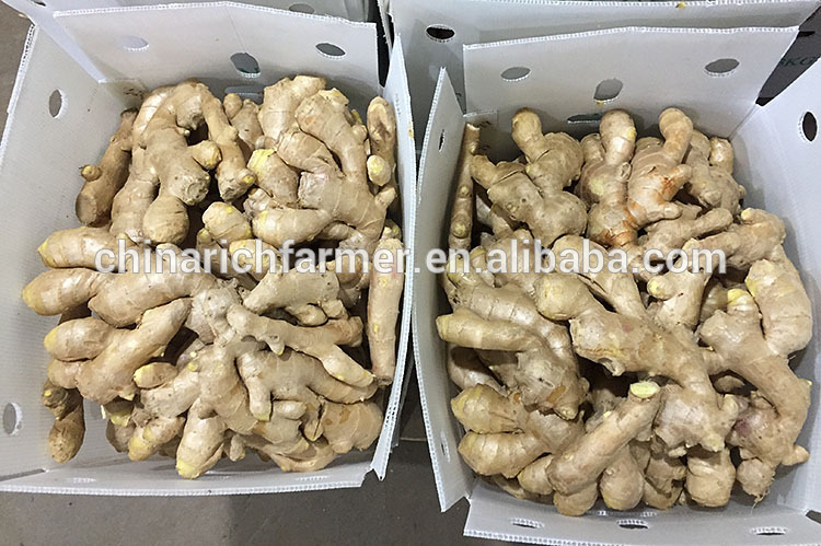 Fresh air half dried ginger popular