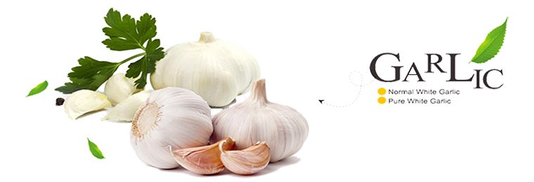 Fresh beatiful white garlic on sales