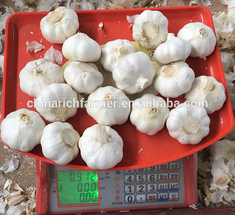 Fresh beatiful white garlic on sales