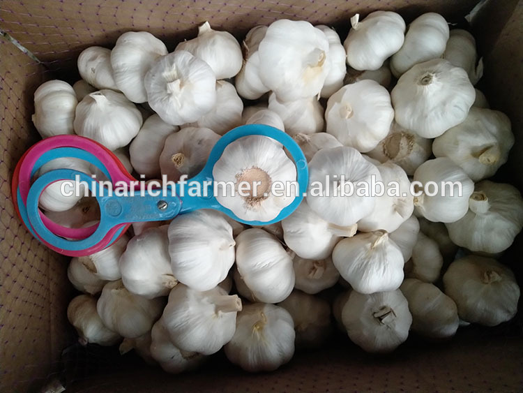 Fresh beatiful white garlic on sales