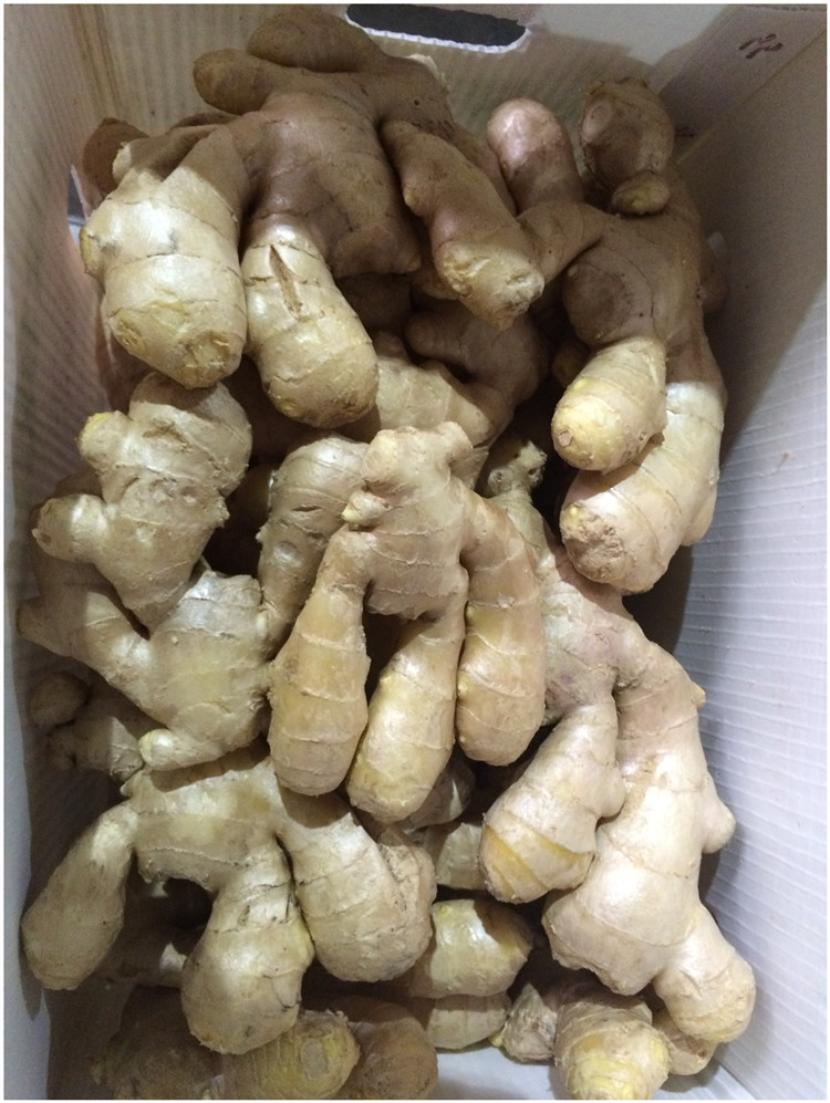 High Quality Air Dried Ginger Export To Netherlands