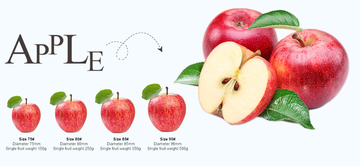 Fruit Fresh Red Paper Bagged Qinguan Apple China Manufacturer