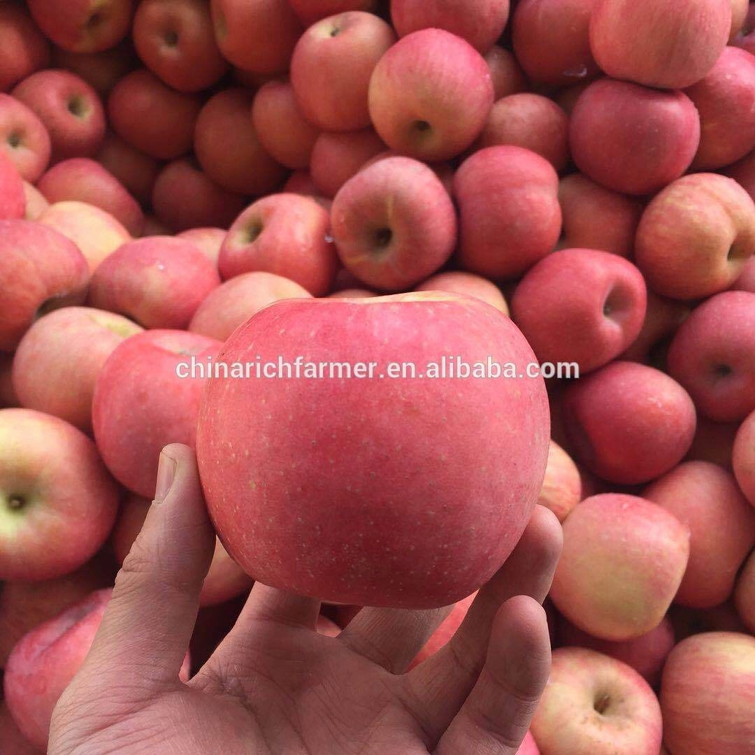 China Fresh Fuji Apples Manufacturers Suppliers Factory