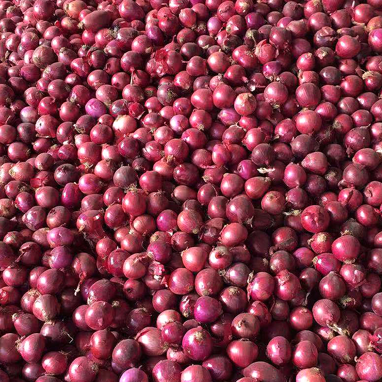 Bangalore Rose Onion,China price supplier - 21food