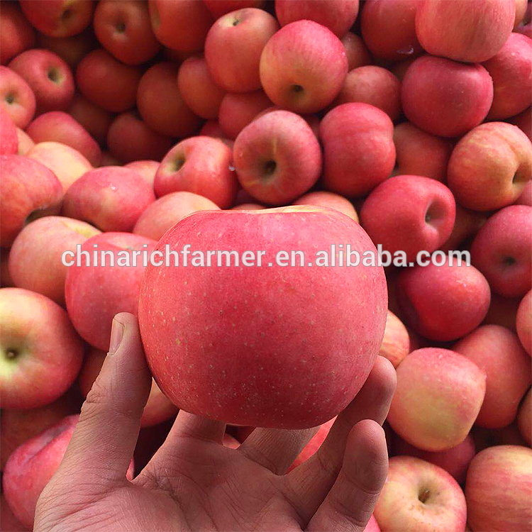 Plastic Bagged Red Fuji Apples China Manufacturer