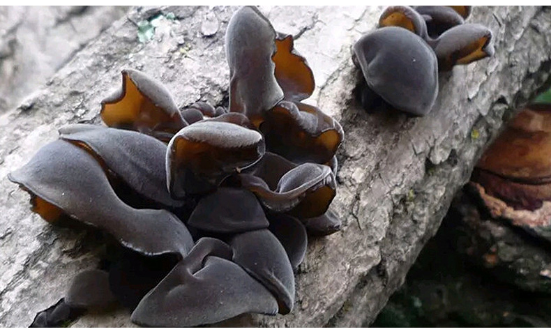 Chinese food natural Ear Mushroom Dried black fungus