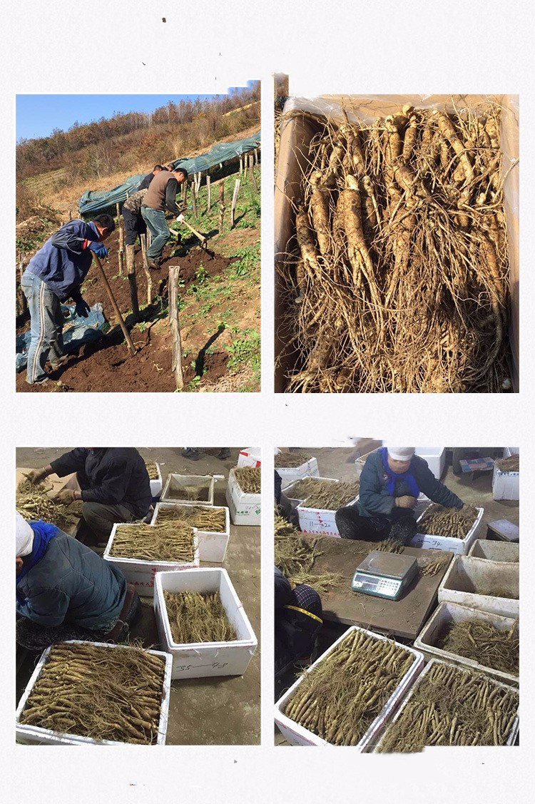Factory Price Red  Extract Korean Red Ginseng Extract Price Ginseng Berry Extract Supplement