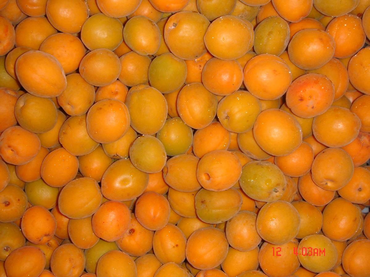 Chinese canned fruit in tin 3000g fresh apricot halves in light syrup