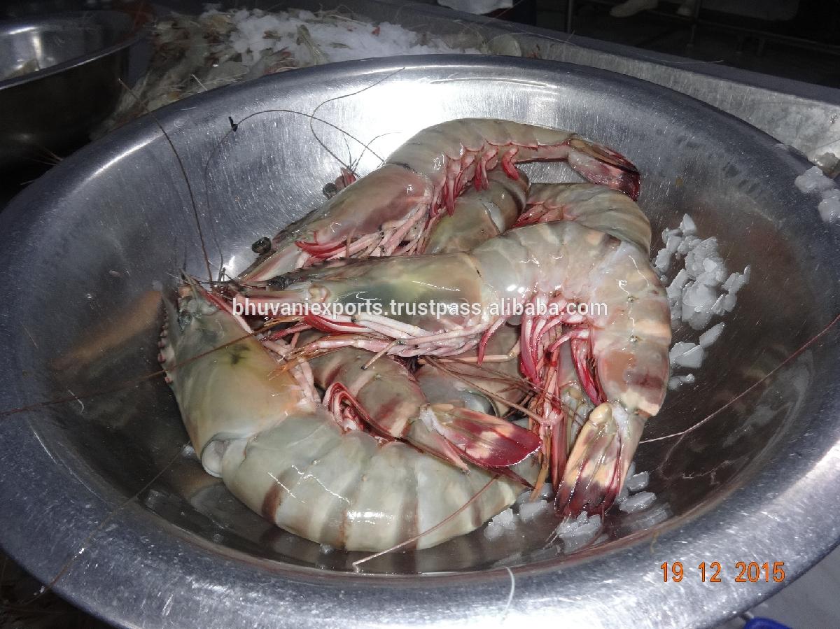 Fresh Tiger Prawns Wild Shrimps Chilled Seafood India Price Supplier