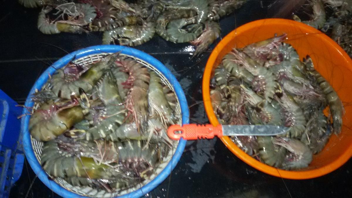 Fresh Tiger Prawns Wild Shrimps Chilled Seafood India Price Supplier