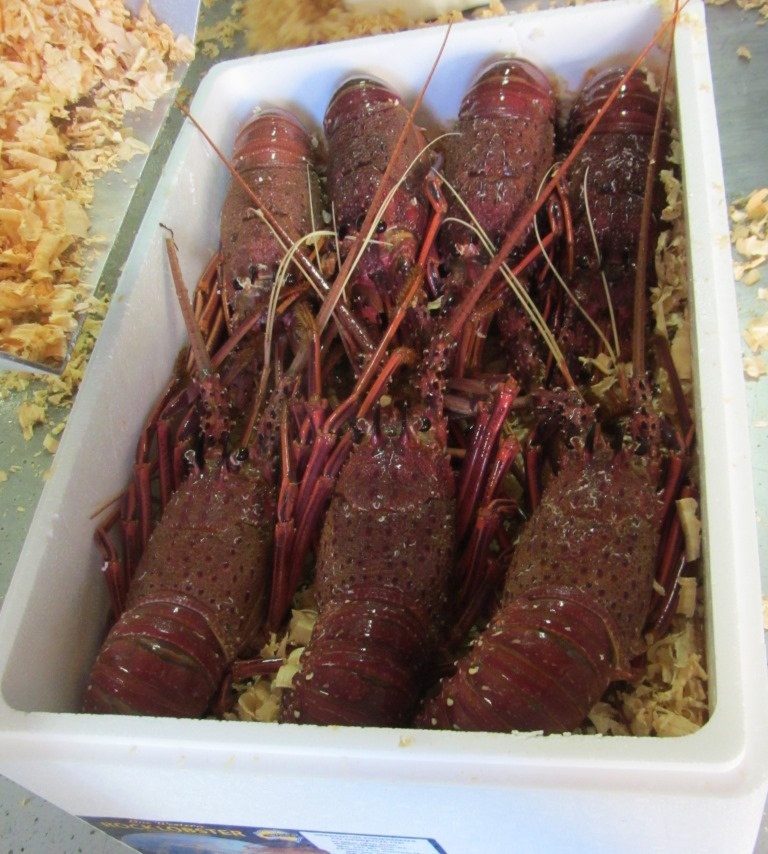 Live Lobsters/Fresh Chilled Lobster/Frozen Lobsters!,India price ...