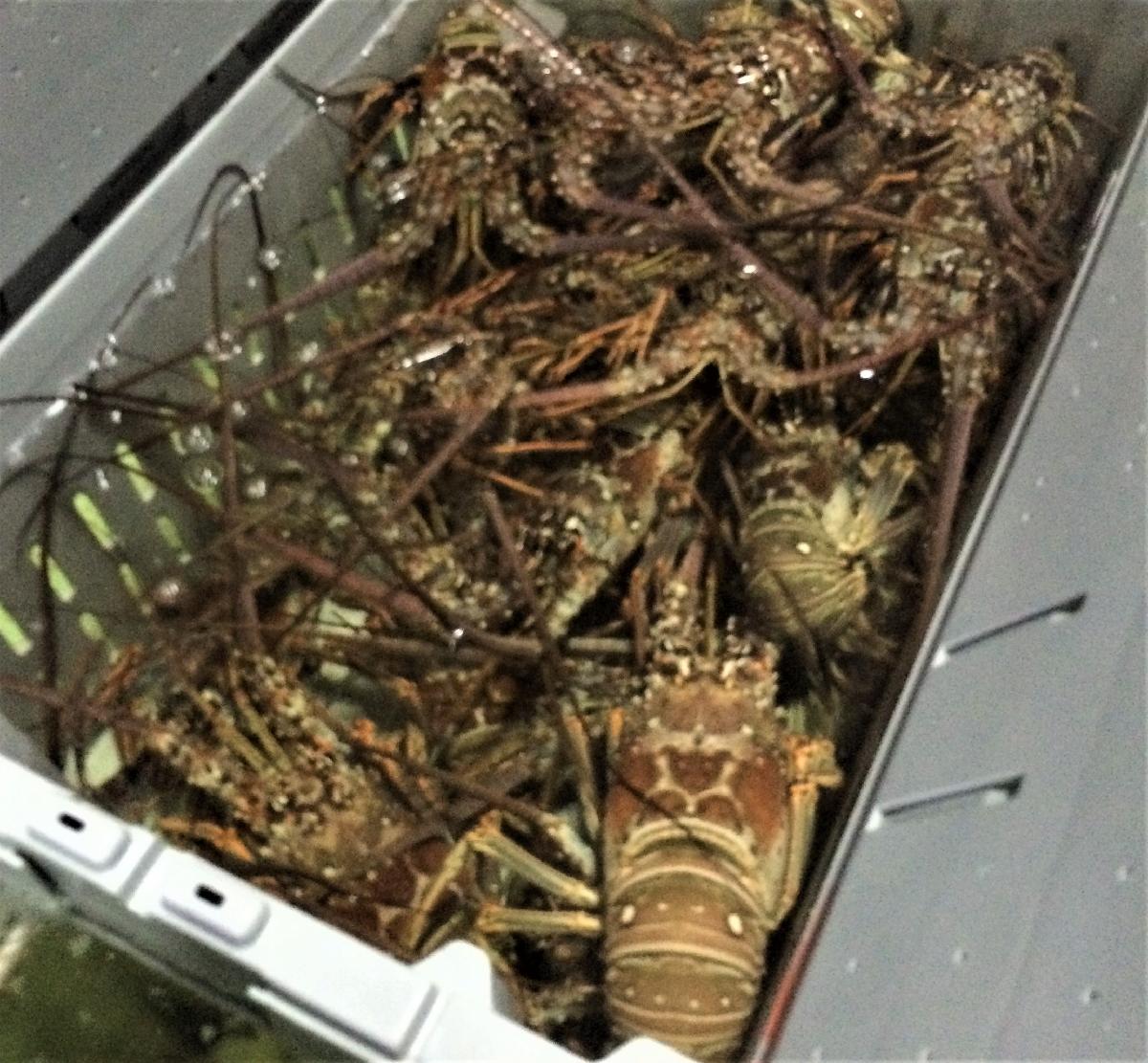 Live Lobsters/Live Spiny Lobsters/Live Seafood!,India Price Supplier ...