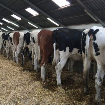 Hot sale Bulls Simmental Dairy Cattle/Live Pregnant Friesian Holstein ...