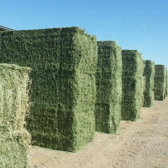 Alfalfa hay in small 20kg bales for animal feeding,United States price ...