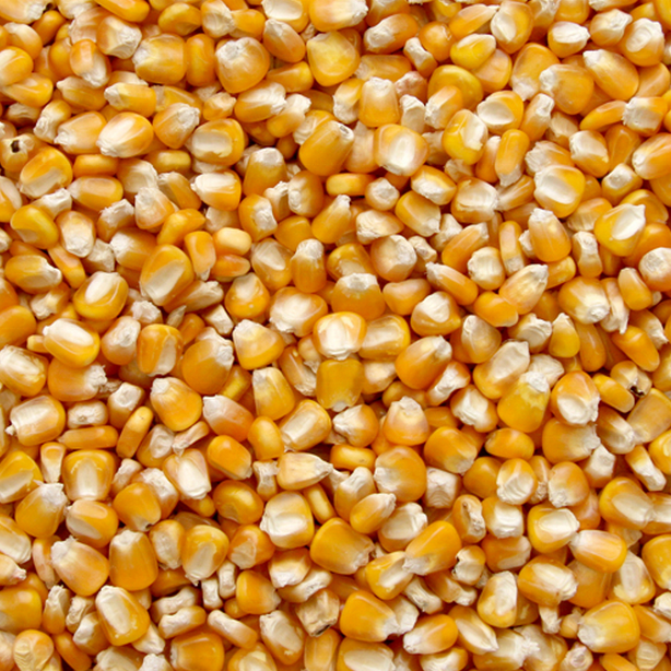 Non GMO Yellow Maize & Corn Supplier Good price