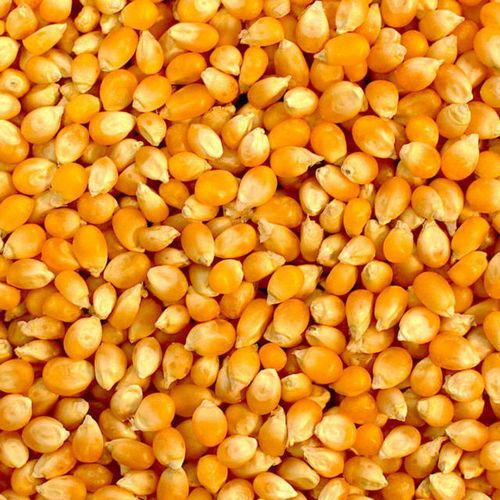 Non GMO Yellow Maize & Corn Supplier Good price