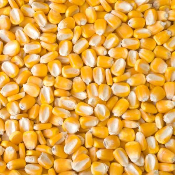 Yellow Corn /Yellow Maize/ Maize At good price