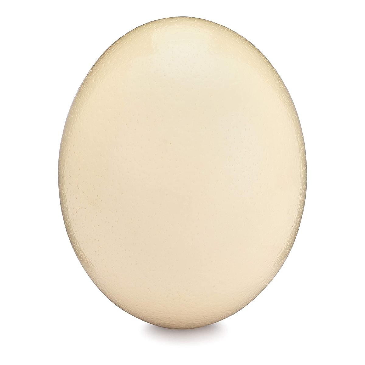 Fertile Ostrich Eggs