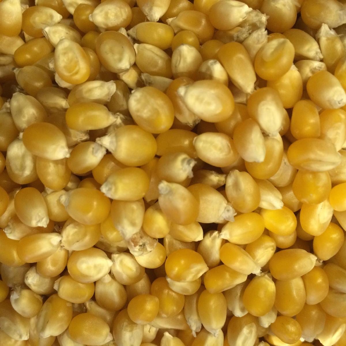 Yellow Maize/ Dried Yellow Corn/ Popcorn/ White Corn Maize,United ...