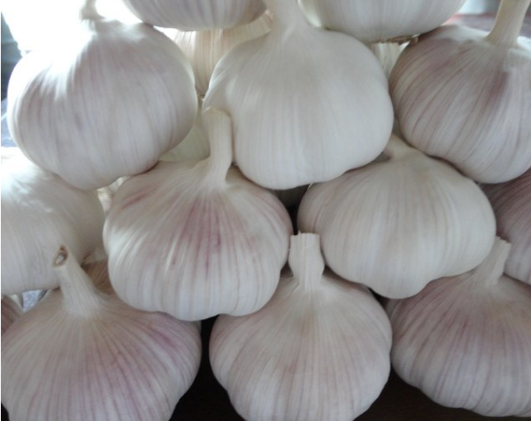 New crop garlic fresh garlic price