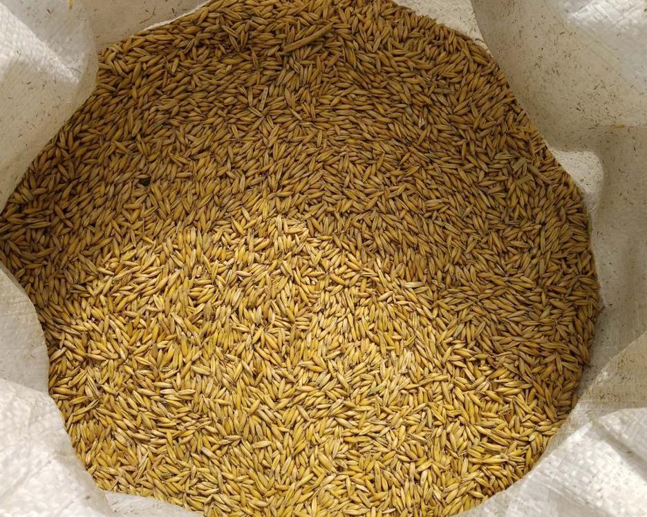 Rolled Oats ,Oats Flakes, Oats Flour Hulled Oats