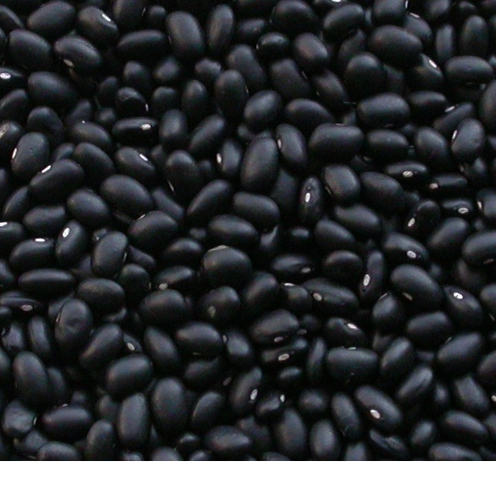 Dried Black Kidney Beans / Black Beans,United States price supplier ...