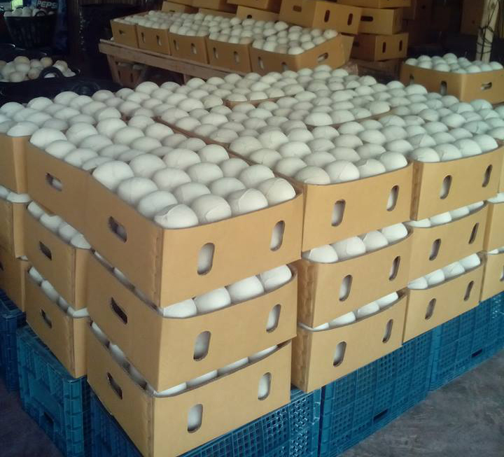 fresh-young-coconut-from-thailand-united-states-price-supplier-21food