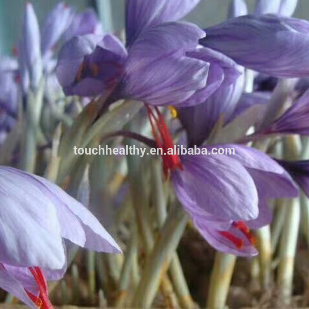 Touchhealthy supply bigger saffron bulb for sale,China price supplier