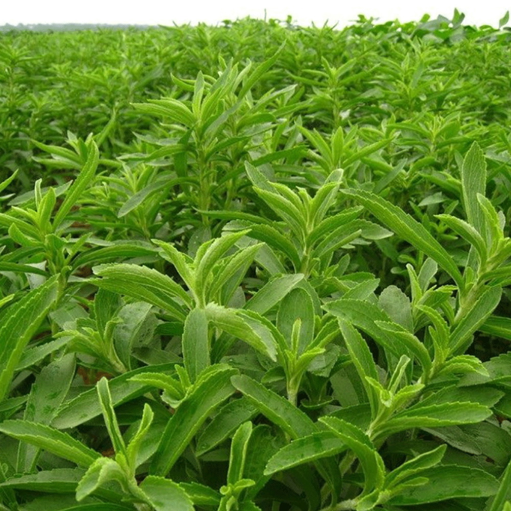 Стивия. Stevia rebaudiana. Стевия растение. Стевия медовая трава. Стевия Сластена.