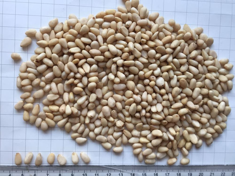Wild Pine Nuts/ Bulk Pine Nuts/ Pine Nut Kernels Exporter
