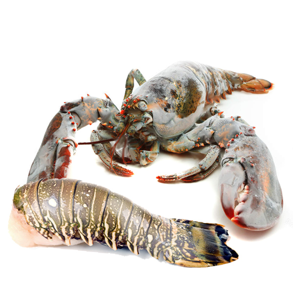 Frozen spiny lobster tails (p argus) / American Lobster tail