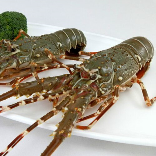 Frozen spiny lobster tails (p argus) / American Lobster tail