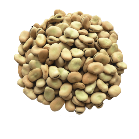 Iqf Fresh Frozen Fava Peeled Broad Bean