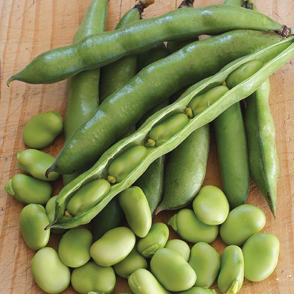 Iqf Fresh Frozen Fava Peeled Broad Bean