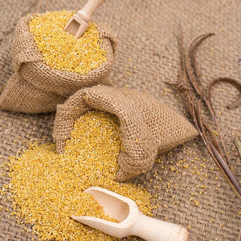 Foxtail Millet | Indian Foxtail Millet | Organic Foxtail Millet Seed