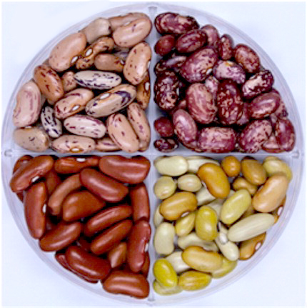 Polished Organic Non-GMO Dark Red Kidney Beans